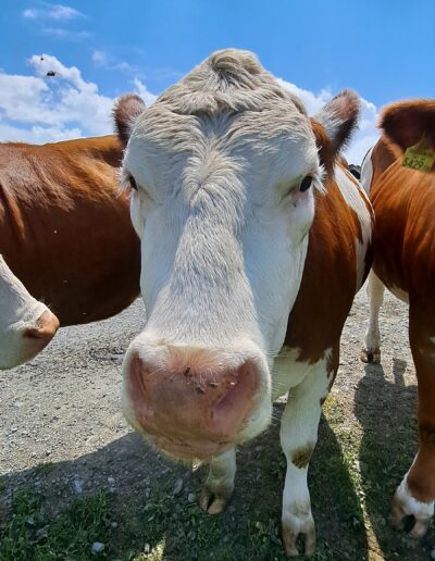 Østrigske Alper - Rejserog.dk - MC rejser for alle.