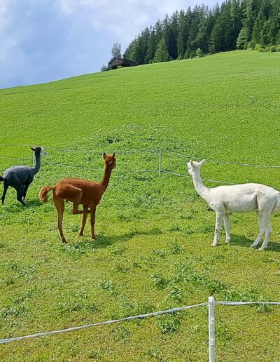 Østrigske Alper - Rejserog.dk - MC rejser for alle.