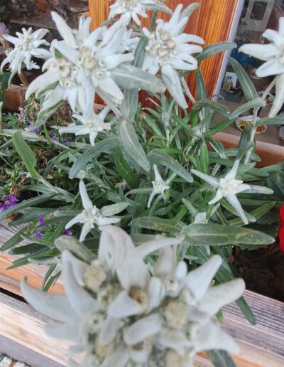 Østrigske Alper - Rejserog.dk - MC rejser for alle.